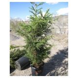 North Pole White Spruce