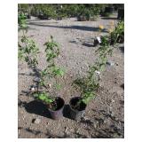 2) Redstone Cornelian Cherry Dogwood