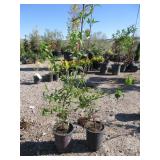 2) Redstone Cornelian Cherry Dogwoods