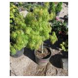 Lemon Lime Lace Plant