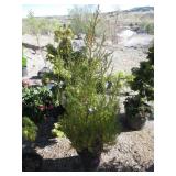 Rocky Mountain Juniper
