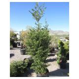 North Pole Whit Spruce