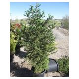 North Pole White Spruce