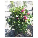 Holdem Rhododendron