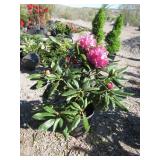 Holdem Rhododendron