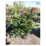 Holdem Rhododendron