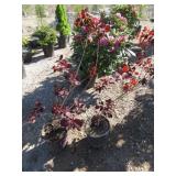 2) Purple Smoke Bushes