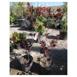 2) Purple Smoke Bushes