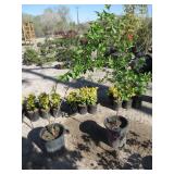 2) Conelian Cherry Dogwoods