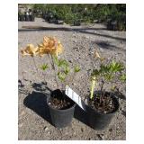 2) Golden Lights Azalea