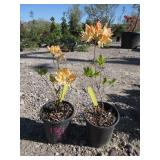 2) Golden Lights Azalea