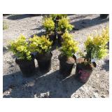 4) Wanford Page Boxwoods
