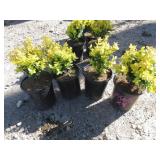 4) Wanford Page Boxwoods