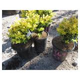 3) Wanford Page Boxwoods