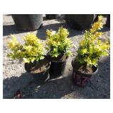 3) Wanford Page Boxwood Plants