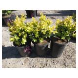 3) Wanford Page Boxwood Plants