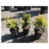 3) Wanford Page Boxwood Plants