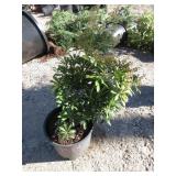 Purity Japanese Pieris