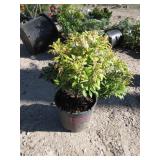 Purity Japanese Pieris