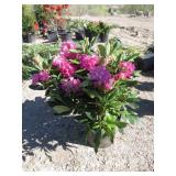 Holdem Rhododendron