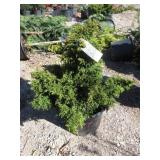 Tansu Dwarf Japanese Cedar