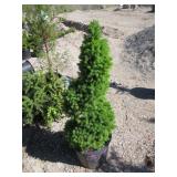 Spiral Dwarf Alberta Spruce