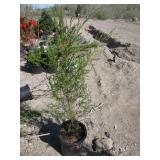 Rocky Mountain Juniper