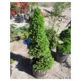 Spiral Dwarf Alberta Spruce
