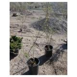 2) Weeping Forsythia Trees