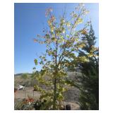 Omurayama Japanese Maple