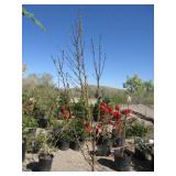 Early Elberta Peach Dwarf Tree