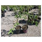 2) Bonus Blueberry Plants