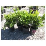 4) Green Velvet Boxwood Plants