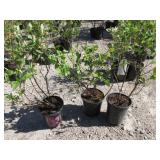 3) Reka Blueberry Plants