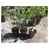 3) Reka Blueberry Pants