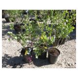 3) Reka Blueberry Plants