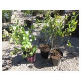 3 Blueberry Plants