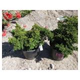 2) Tansu Dwarf Japanese Cedars
