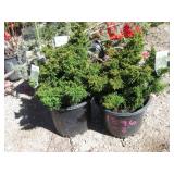 2) Tansu Dwarf Japanese Cedars