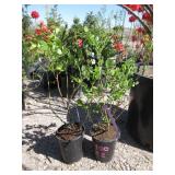 2) Blue Gold Blueberry Plants