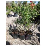 3) Blue Gold Blueberry Plants