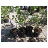 4) Blue Gold Bluberry Plants