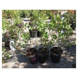 3) Reka Blueberry Plants