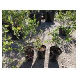 3) Reka Blueberry Plants
