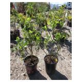 2) Reka Blueberry Plants