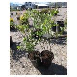 2) Blueberry Plants