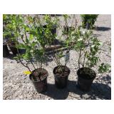 3) Reka Blueberry Plants