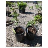 2) Raspberry Plants