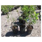 3) Bluecrop Blueberry Plants