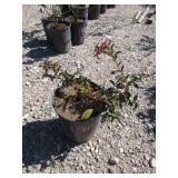 Evergreen Huckleberry